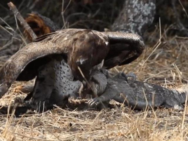 Media - Đại bàng dùng đôi chân "sát thủ" hạ sát kỳ đà