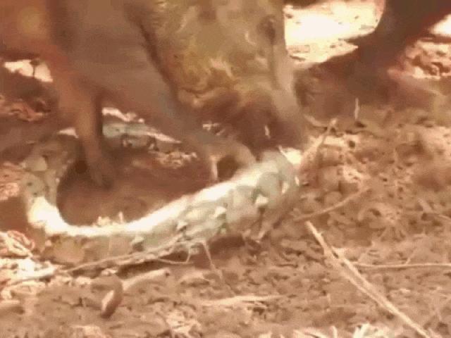 Trăn ”khủng” ăn thịt lợn rừng bị cả đàn lợn lao tới trả thù và cái kết thảm