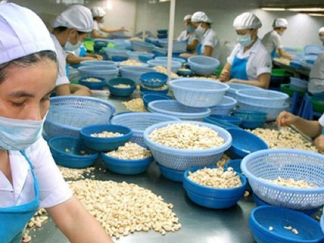 Vụ bị lừa xuất khẩu điều sang Italia: Đã thu hồi được 12 container bị mất chứng từ gốc