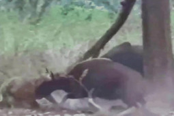 Media - Gặp hổ đói, đàn bò vẫn liều mạng cứu đồng loại