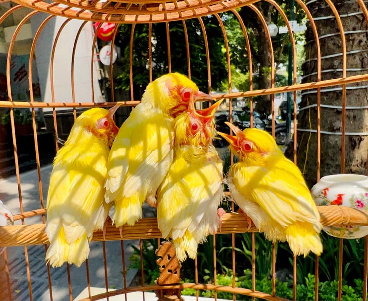 Đại gia Hà Nội cưỡi Rolls Royce, bỏ 410 triệu mua tổ chim non đột biến, hơn  10 tỷ sắm lồng