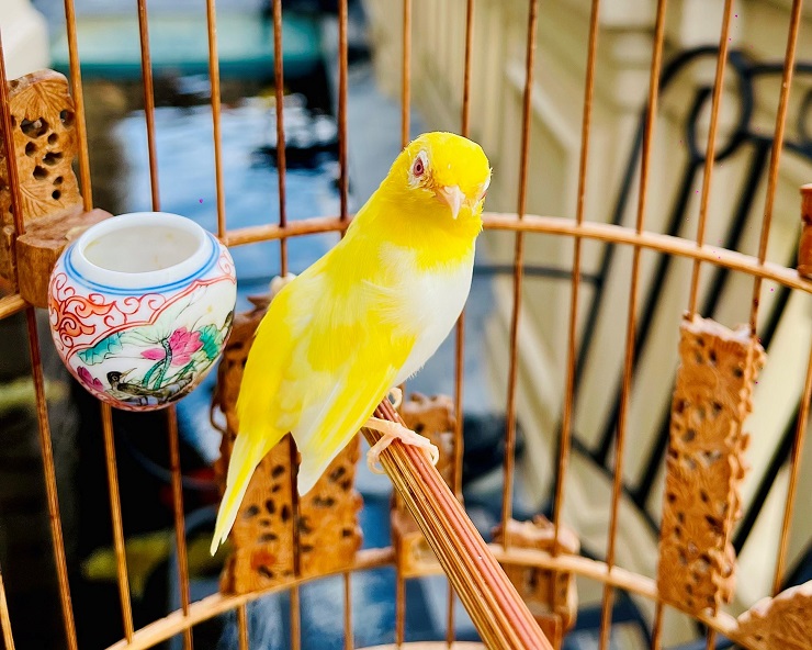 Chim Vành Khuyên: Đặc điểm, cách nuôi và chăm sóc