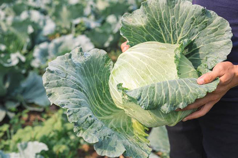 Cabbage should be eaten in this way to protect the liver and eyes, effectively detoxify the intestines - 1