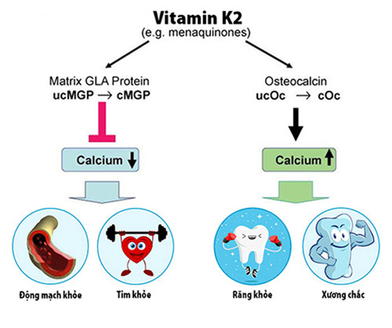 Vitamin K2 có nhiều lợi ích đối với sức khoẻ