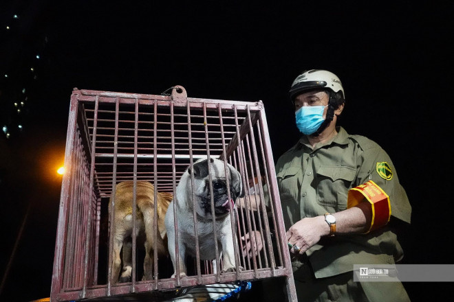 “Chó vi phạm sẽ được đưa về phường nuôi nhốt và cho ăn, sau đó phát loa thông báo tìm chủ nuôi. Thường có hai lỗi bị xử phạt là không tiêm chủng và thả chó ra đường, với mỗi lỗi này, chủ nuôi chó bị phạt 1.500.000 đồng”, ông Bắc nói.