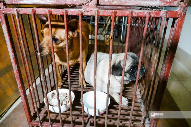 Trong khoảng một giờ đồng hồ tuần tra khắp các ngõ ngách trên địa bàn phường Kim Giang, tổ đã phát hiện và thu giữ 2 chú chó thả rông ngoài đường.