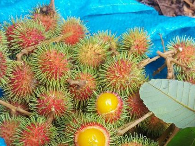 Thị trường - Tiêu dùng - Chôm chôm, vải rừng... hút khách thành phố mùa nắng nóng