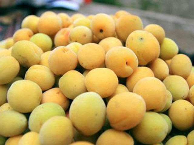 Thị trường - Tiêu dùng - Đặc sản chùa Hương vào mùa, dân Hà thành "xếp hàng" canh mua