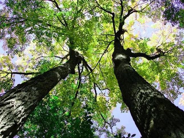 Những tập tục lạ kỳ đối với người chết - 5