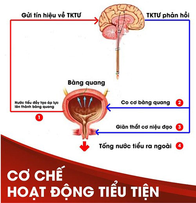 Tiểu đêm 4-5 lần, tiểu ngày chục lần - “Báo động” căn bệnh nguy hiểm ở bàng quang - 2