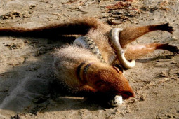 Media - Cầy Mangut tử chiến "mãng xà" trên hoang mạc