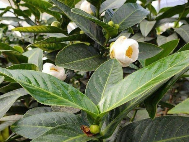 Thị trường - Tiêu dùng - Bạch hải đường rớt giá thảm sau nhiều ngày "làm mưa làm gió"