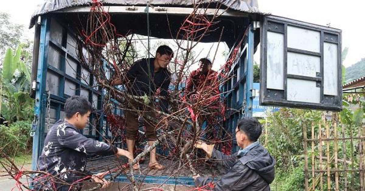 Cấm chặt phá, mua bán đào rừng từ Tết Tân Sửu: Giữ nét đẹp núi rừng