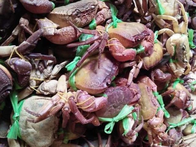 Thị trường - Tiêu dùng - Đặc sản ở Hà Giang, "ngon hơn cua biển, rẻ hơn cua đồng", ban đêm đi bắt về bán hốt bạc