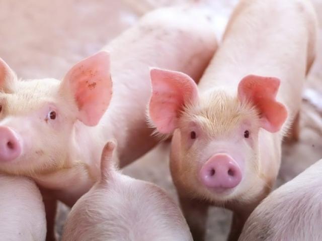 Thị trường - Tiêu dùng - Lợn hơi bán rẻ hơn giá vốn, người nuôi méo mặt vì thua lỗ