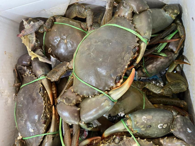 Cua biển Úc được ưa chuộng