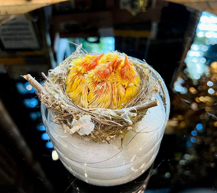 Cận cảnh tổ chim giá khủng