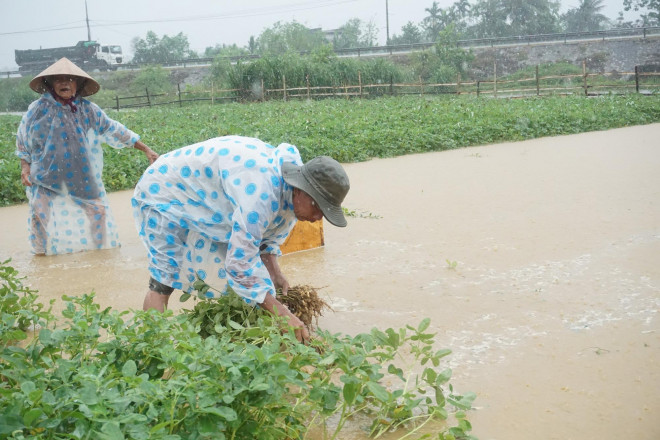 Nhiều địa phương ở tỉnh Quảng Nam không chấp hành chế độ báo cáo tình hình triển khai thực hiện khắc phục hậu quả thiên tai năm ngoái (Trong ảnh: Người dân Quảng Nam lội mưa thu hoạch đậu phộng bị ngập sau trận mưa lũ dị thường cuối tháng 3-2022)