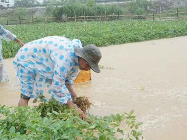 Tin tức trong ngày - Quảng Nam: Sở NN-PTNT cùng 10 địa phương bị yêu cầu kiểm điểm trách nhiệm