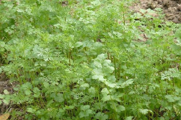Coriander is not only a spice but also a herbal remedy for measles, less milk - 1