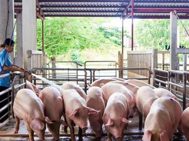 Thị trường - Tiêu dùng - Giá lợn hơi tăng đồng loạt, tiến sát mốc 60.000 đồng/kg