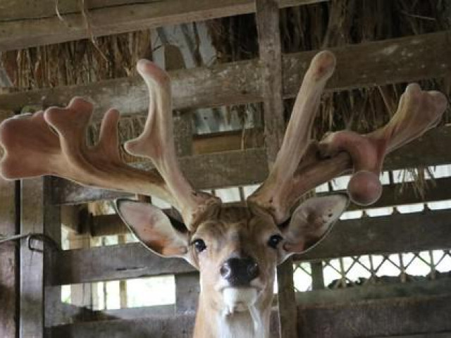 Thị trường - Tiêu dùng - Cận cảnh cặp nhung hươu "khủng" 15 nhánh, giá hơn 60 triệu đồng