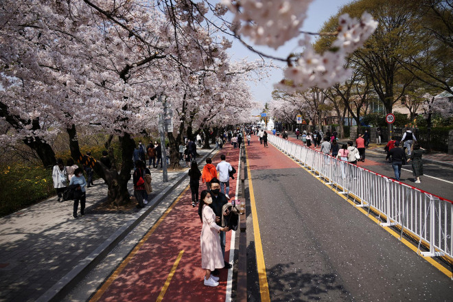 Người dân ở thủ đô Seoul - Hàn Quốc ngắm hoa anh đào nở hôm 9-4 Ảnh: REUTERS