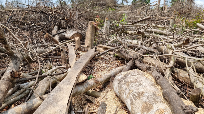 Cây rừng tại xã Đakrông bị chặt phá, nằm ngổn ngang