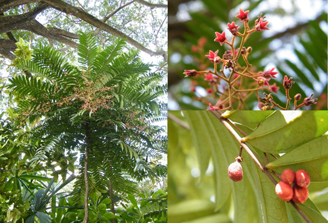  Hình ảnh cây mật nhân 