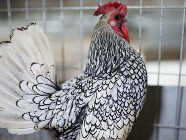 Thị trường - Tiêu dùng - Lạ: Nuôi gà "lai" cá, chi phí ít mà thu về bạc triệu