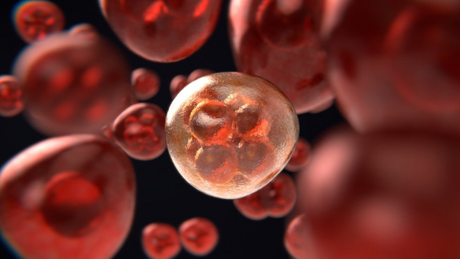 Tế bào ung thư máu có thể bị diệt gọn bởi "chiến binh" của hệ miễn dịch, dưới sự trợ giúp của y học (Ảnh minh họa từ Internet)