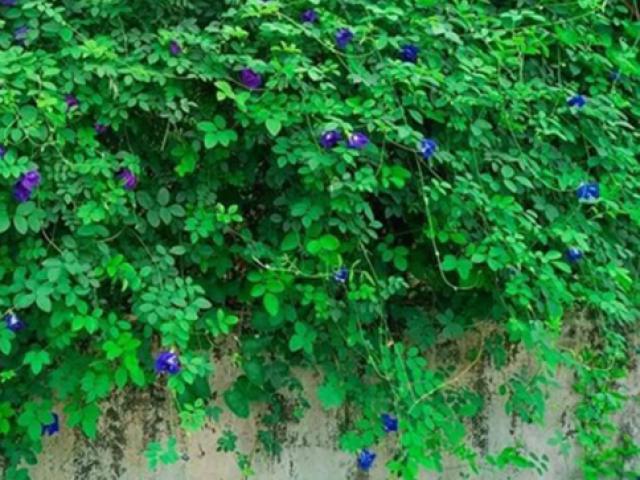 Thị trường - Tiêu dùng - Loại cây trước làm hàng rào ở Việt Nam bỗng lên "cơn sốt", dân hái hoa bán nửa triệu đồng/kg