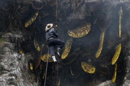 Kinh doanh - Liều mạng leo vách đá săn của báu, sẩy chân là "tan xương nát thịt"