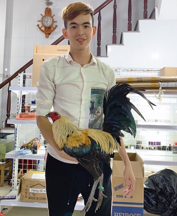 Đam mê nuôi gà "hiếu chiến", anh Phong đã chi 48 triệu đồng để khởi nghiệp với con gà Pê-ru.