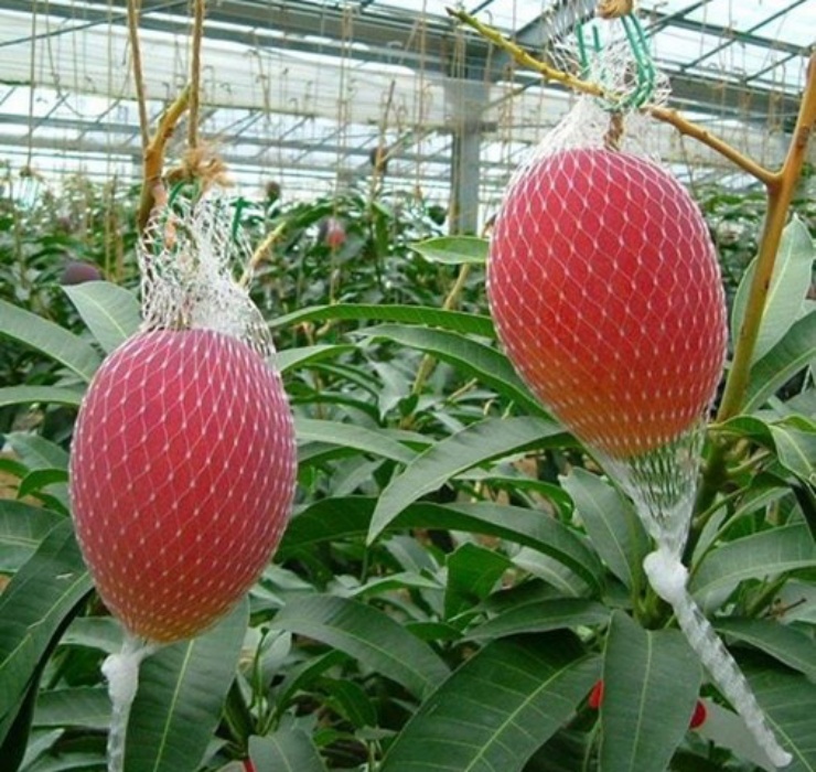 Danh sách trái cây mùa mùa hè đắt đỏ chắc chắn không thể thiếu xoài đỏ Miyazaki (xoài Ruby), được trồng và thu hoạch vào khoảng tháng 4-8 hàng năm tại tỉnh Miyazaki, Nhật Bản. 
