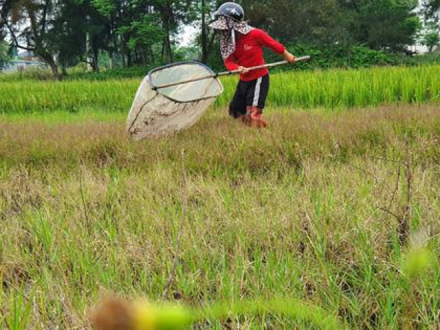 Thị trường - Tiêu dùng - Săn "tôm bay" trên đồng, kiếm tiền triệu mỗi ngày