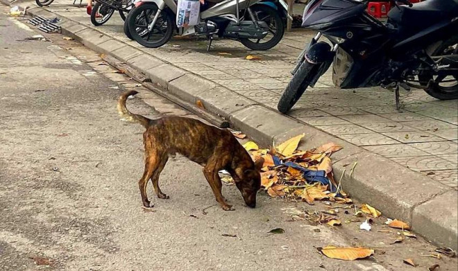Đà Nẵng yêu cầu các địa phương tăng cường biện pháp xử lý chó thả rông nơi công cộng. Ảnh: THANH TIỀN