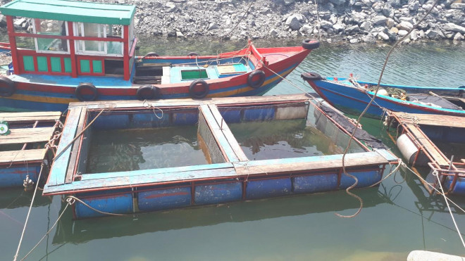 Mùa mực nhảy thường bắt đầu từ giữa tháng 2 đến hết tháng 7 âm lịch. Mực nhảy Vũng Áng ngon nức tiếng bởi sự chăm chút, tỉ mẩn của người dân khi đánh bắt ngoài khơi đến lúc chế biến thành các món ăn có hương vị đặc trưng để thực khách thưởng thức. Những con mực tươi sống được những người thợ lành nghề đi câu trong đêm, thả nuôi vào trong khoang thuyền trữ nước biển rồi đem về bán cho các chủ bè.