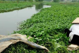 Ẩm thực - Rau muống nếu thấy dấu hiệu này nên bỏ đi chớ ăn mà rước họa vào người