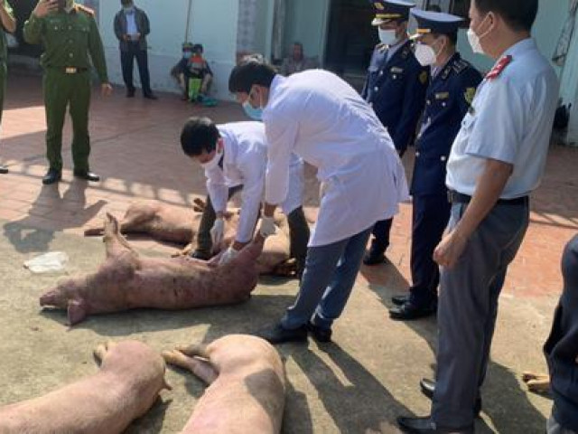 Thị trường - Tiêu dùng - Thu mua gần 1 tấn lợn chết mắc tả lợn châu Phi về bán kiếm lời