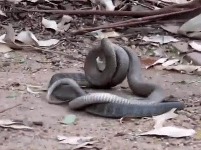 Media - Trận đại chiến quyết liệt của "nhị đại nọc độc"