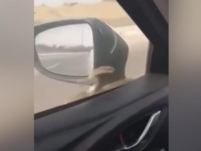 Ô tô - Clip: Hoảng hốt khi rắn bò lổm ngổm trên gương xe và kính lái