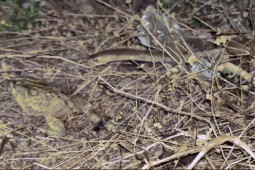 Phi thường - kỳ quặc - Video: Thấy người, hổ mang "phá lệ" ăn mồi sống, kết cục ra sao?