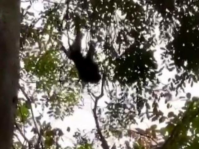 Tin tức trong ngày - Khỉ đực đuôi lợn cắn 1 trẻ em, 2 người lớn ở Bình Chánh