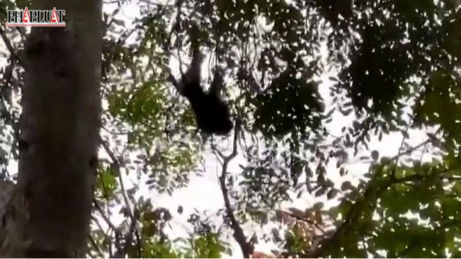 Con khỉ đuôi lợn đực tấn công ba người ở huyện Bình Chánh. Ảnh: HT