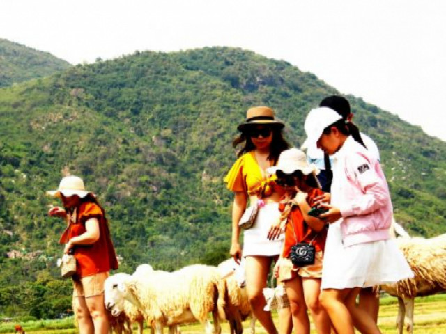 Du lịch - Check-in cùng bầy cừu trên chốn thảo nguyên