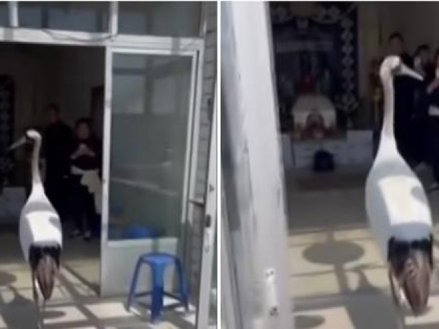 Bạn trẻ - Cuộc sống - Chim hạc bỗng xuất hiện khi một gia đình Trung Quốc tiễn đưa người thân, còn cúi đầu chào