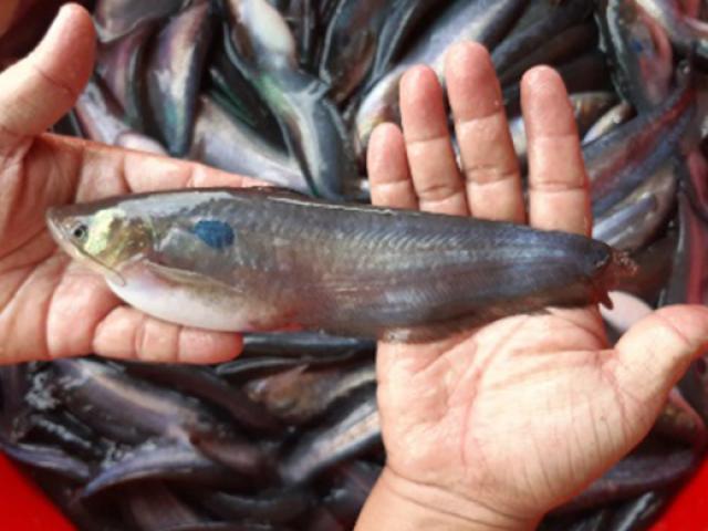 Việt Nam có loài cá từng bị chê, giá siêu rẻ, nay bắt về bán 600.0000 đồng/kg