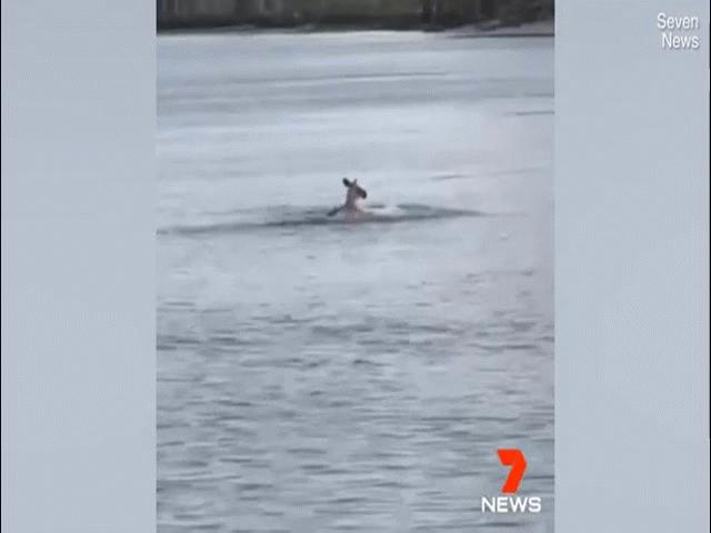 Úc: Chó liều lĩnh đối đầu chuột túi khổng lồ, ”đối thủ” xuống nước vẫn đuổi theo
