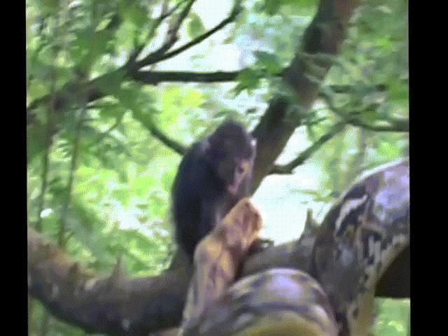 Video: Trăn gấm tung đòn chớp nhoáng, hạ gục khỉ con trong nháy mắt